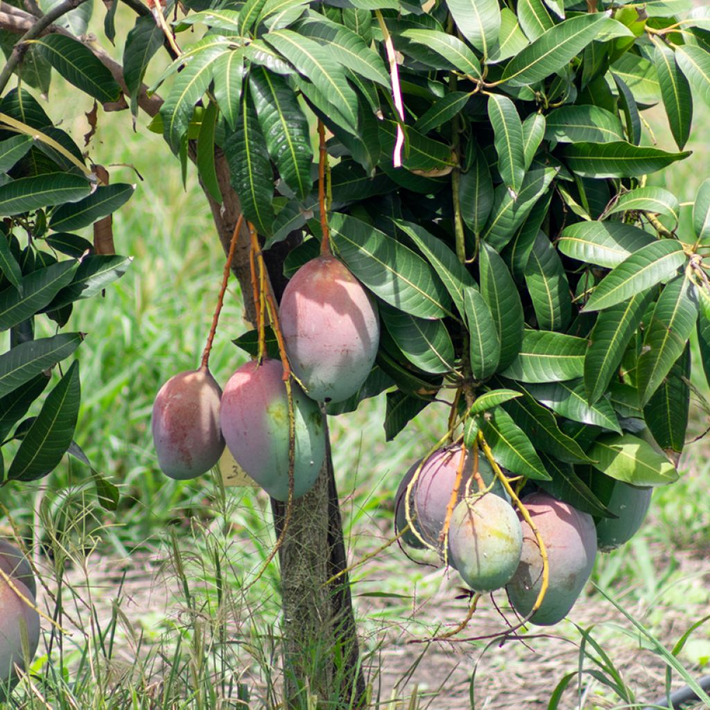 Manguier Tommy Atkins - Mangifera indica