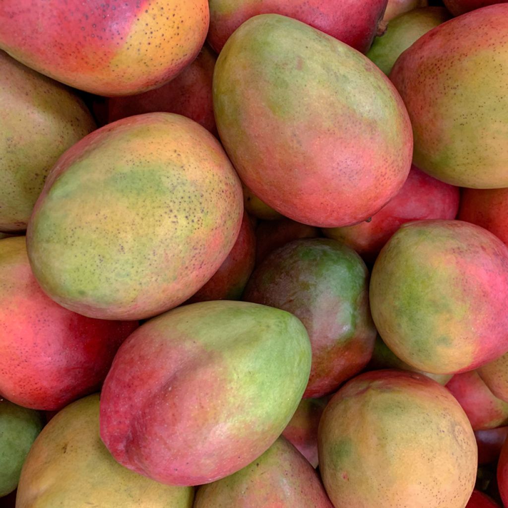 Manguier Tommy Atkins - Mangifera indica