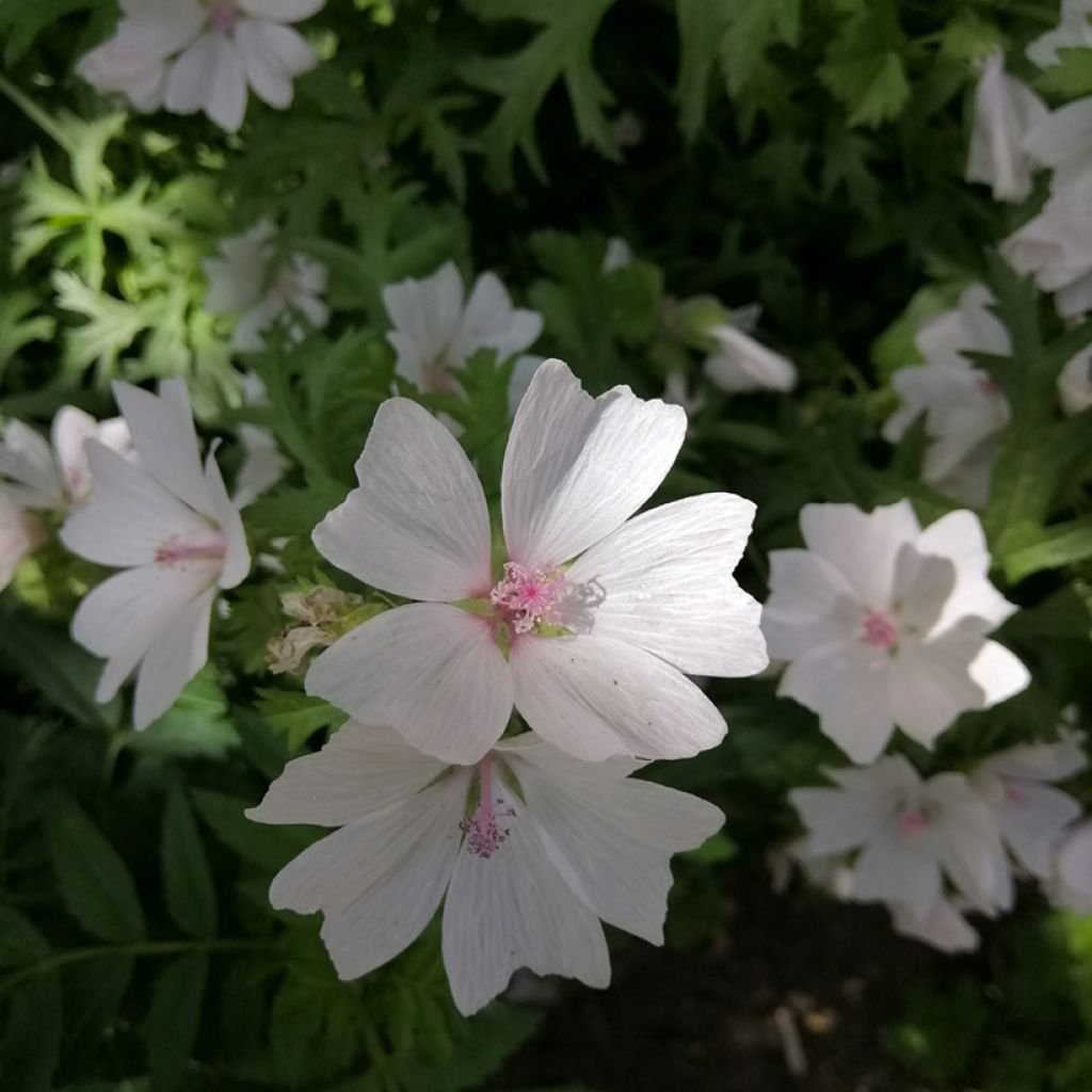 Mauve blanche - Malva moschata Alba