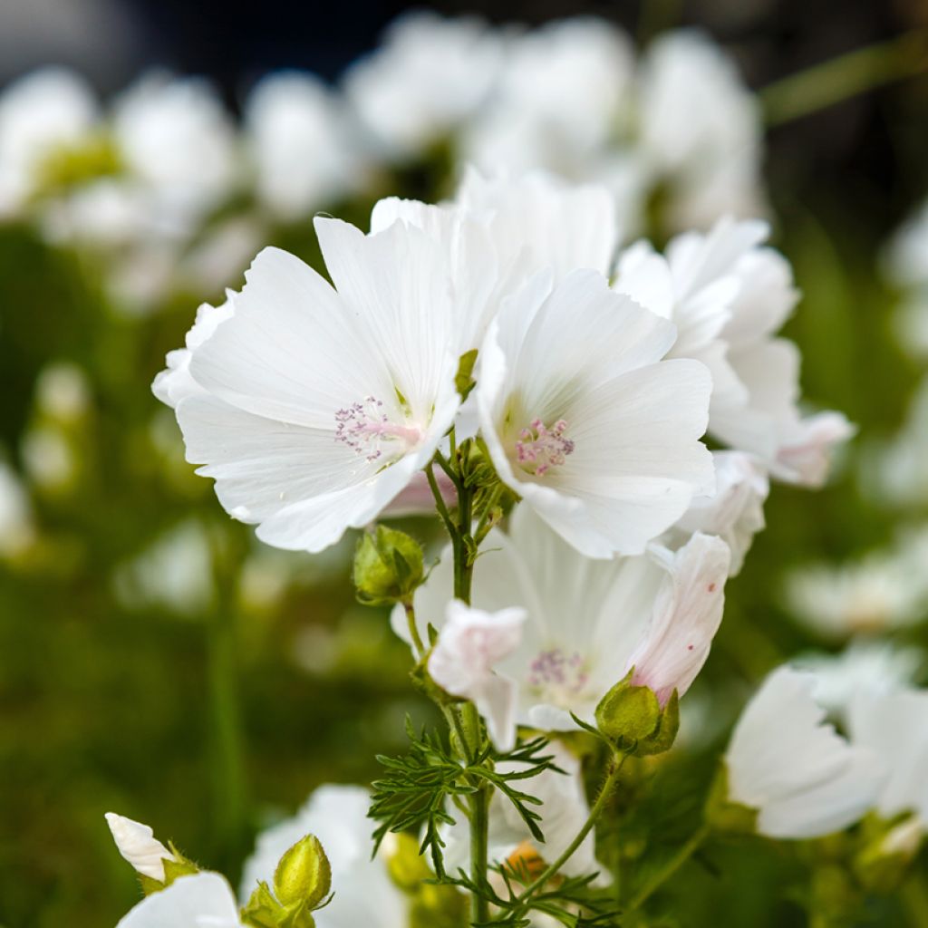 Mauve blanche - Malva moschata Alba