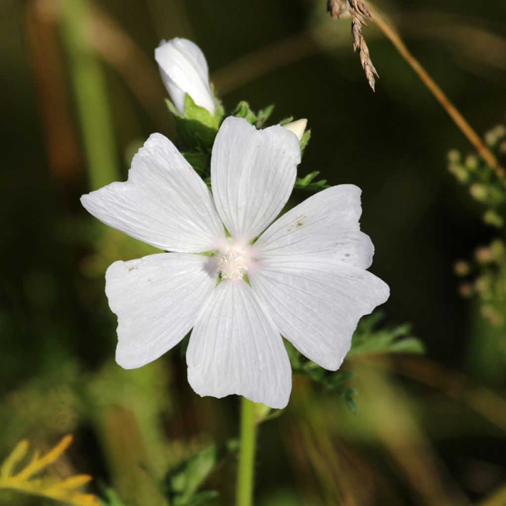 Mauve blanche - Malva moschata Alba
