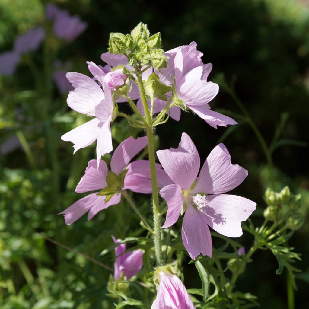 Mauve musquée - Malva moschata Rosea