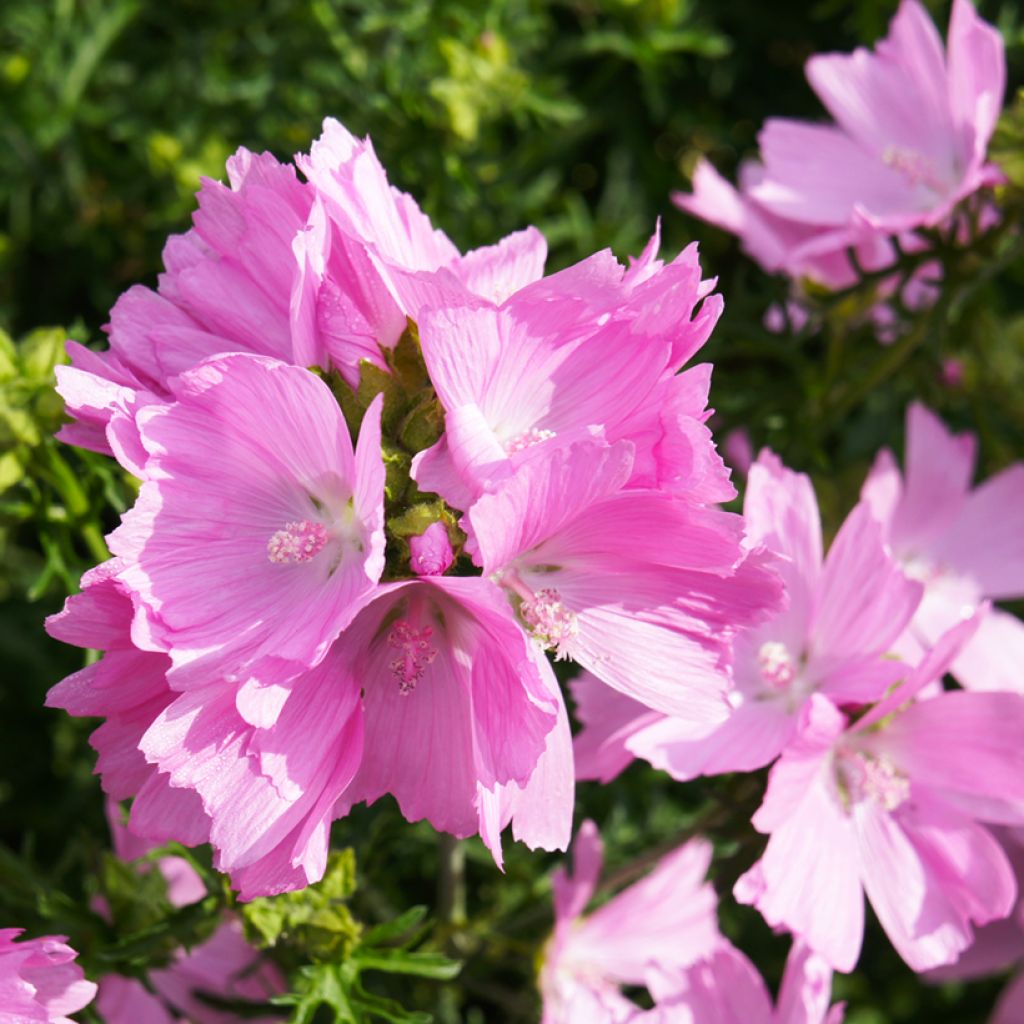 Mauve musquée - Malva moschata Rosea