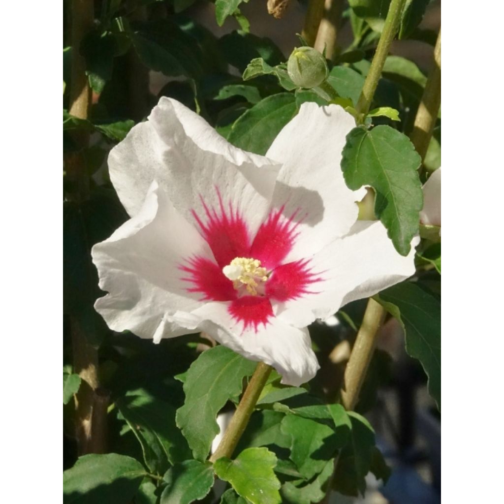 Hibiscus syriacus Shintaeyang - Althéa blanc à coeur rouge cerise