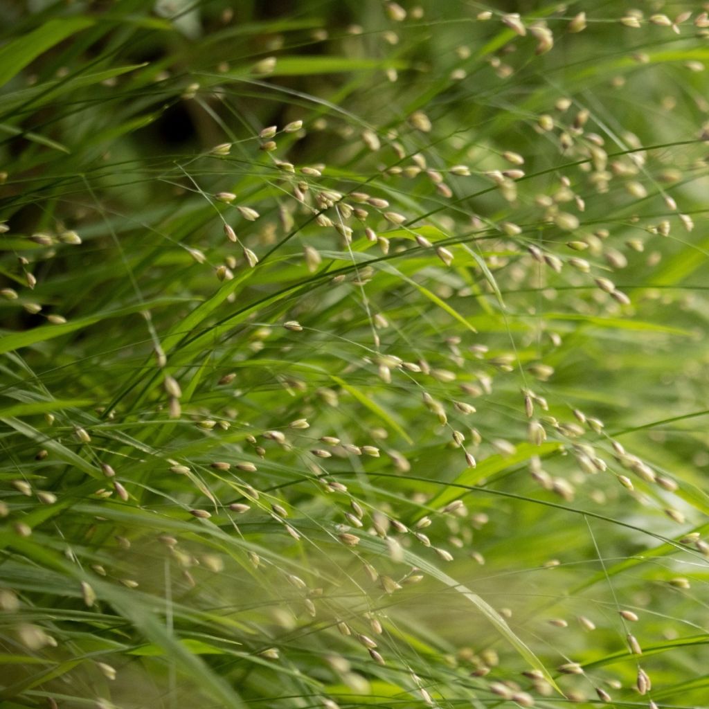 Melica uniflora albida - Mélique à une fleur
