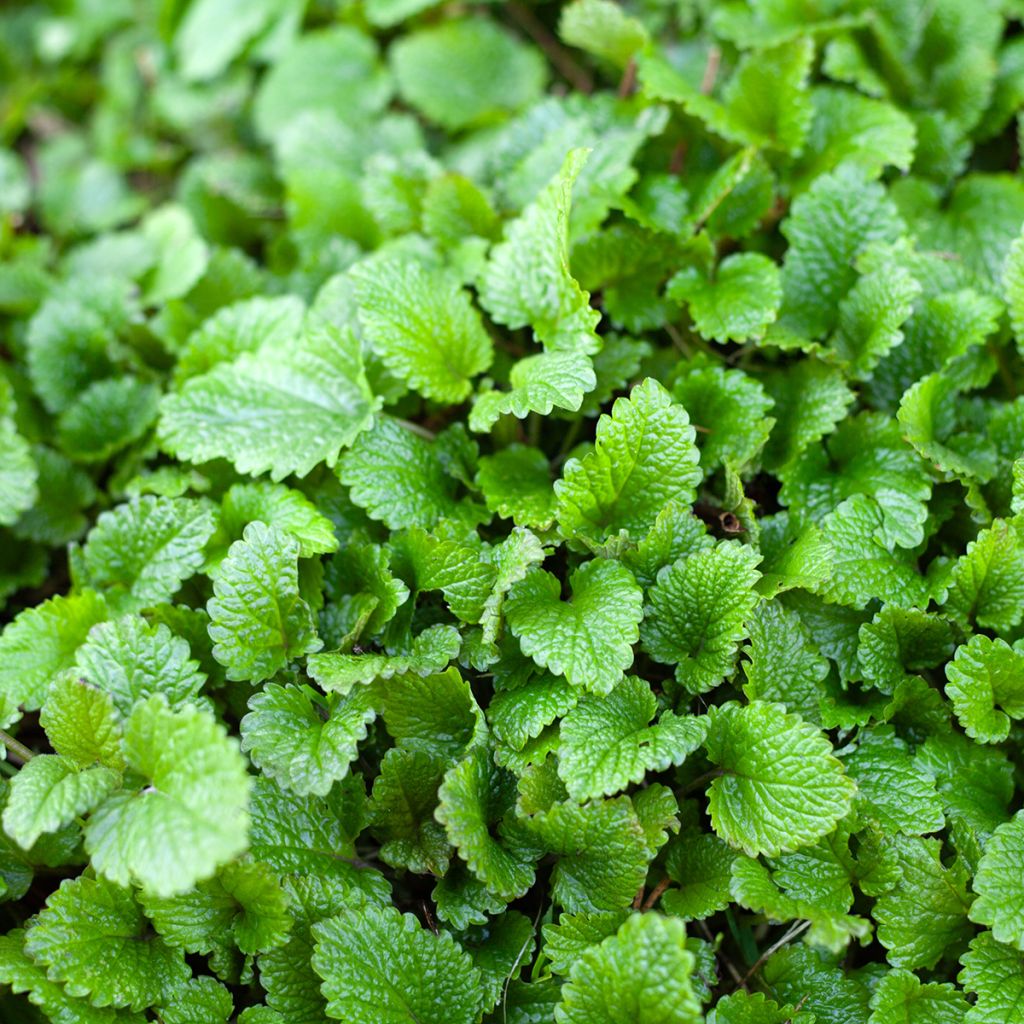 Mélisse citronnelle Bio Graines