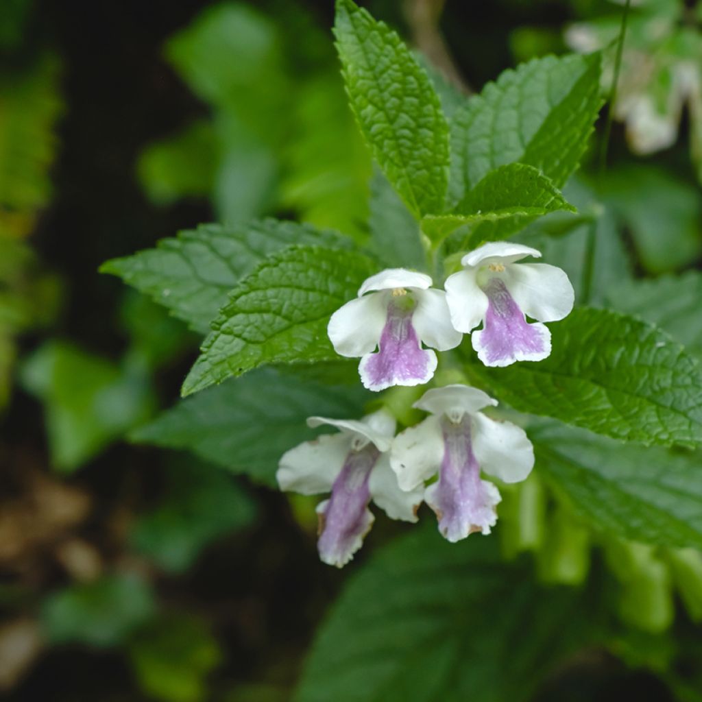 Mélitte - Melittis melissophyllum