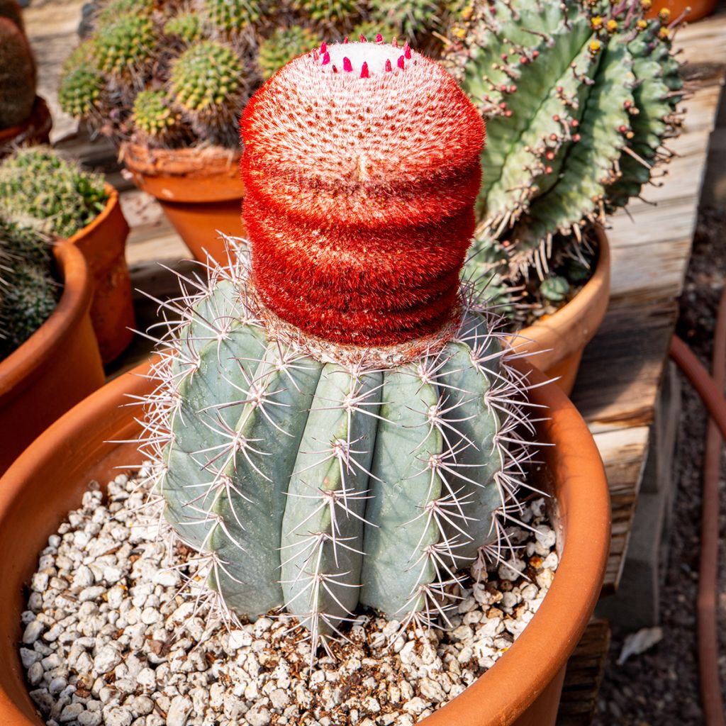 Melocactus azureus - Cactus melon