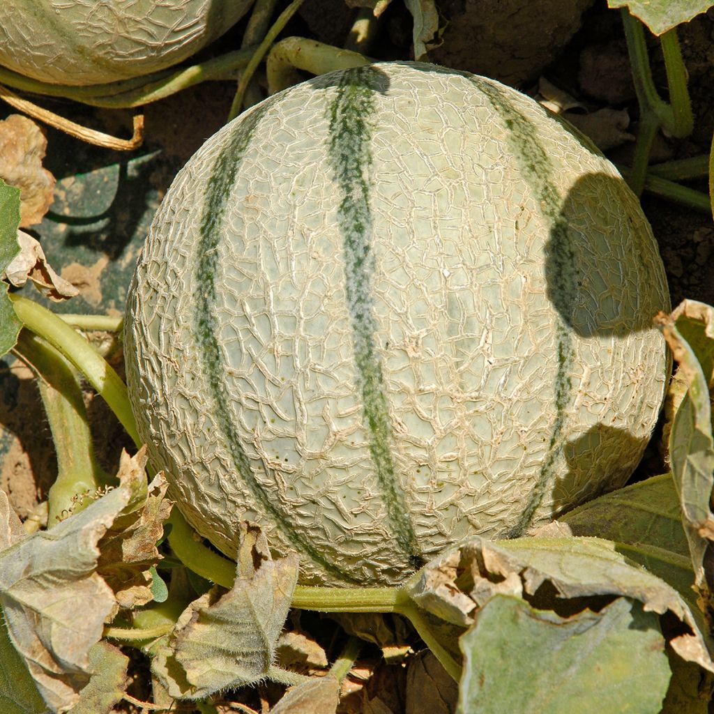 Melon Anasta F1 en plants