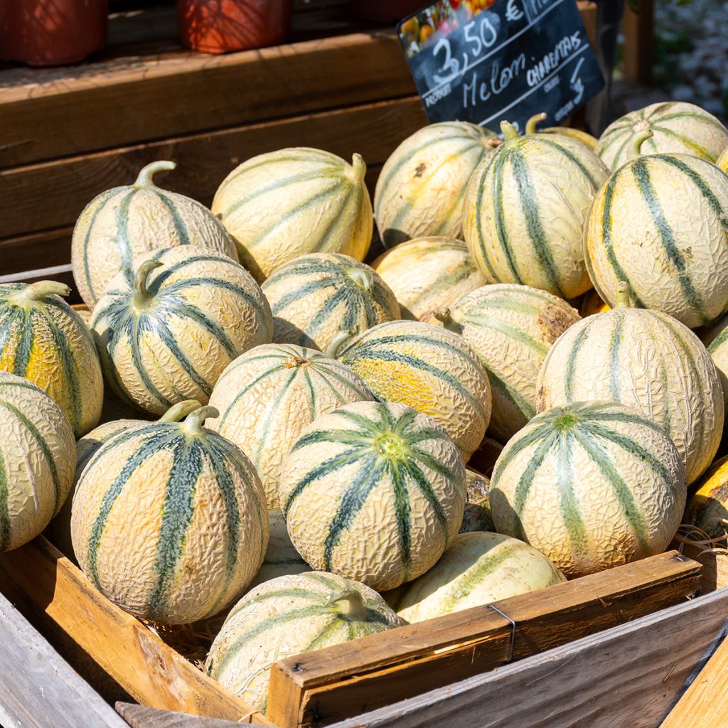Melon Charentais Bio Graines