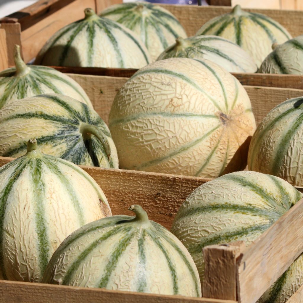 Melon Charentais - Cucumis melo
