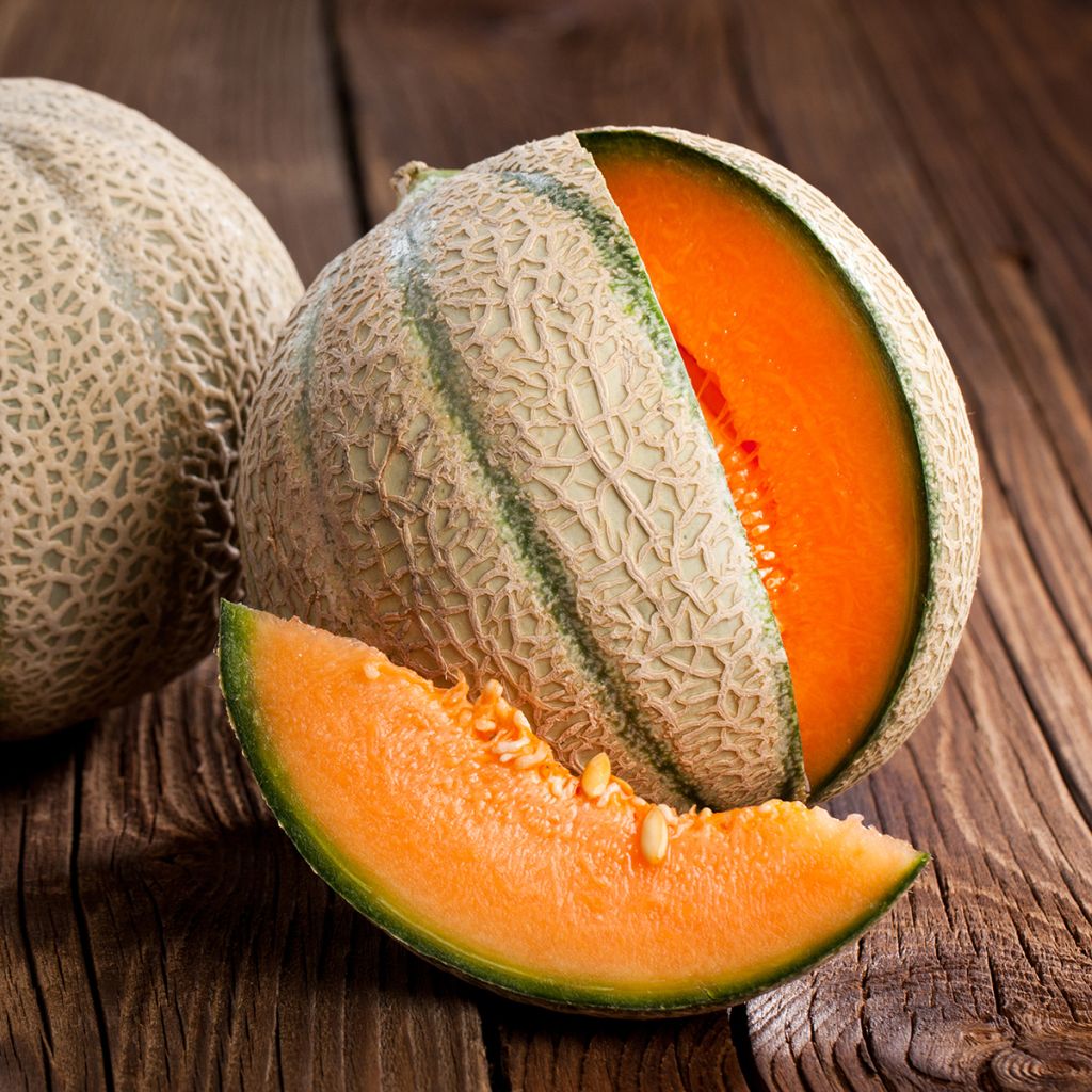 Melon Charentais - Cucumis melo