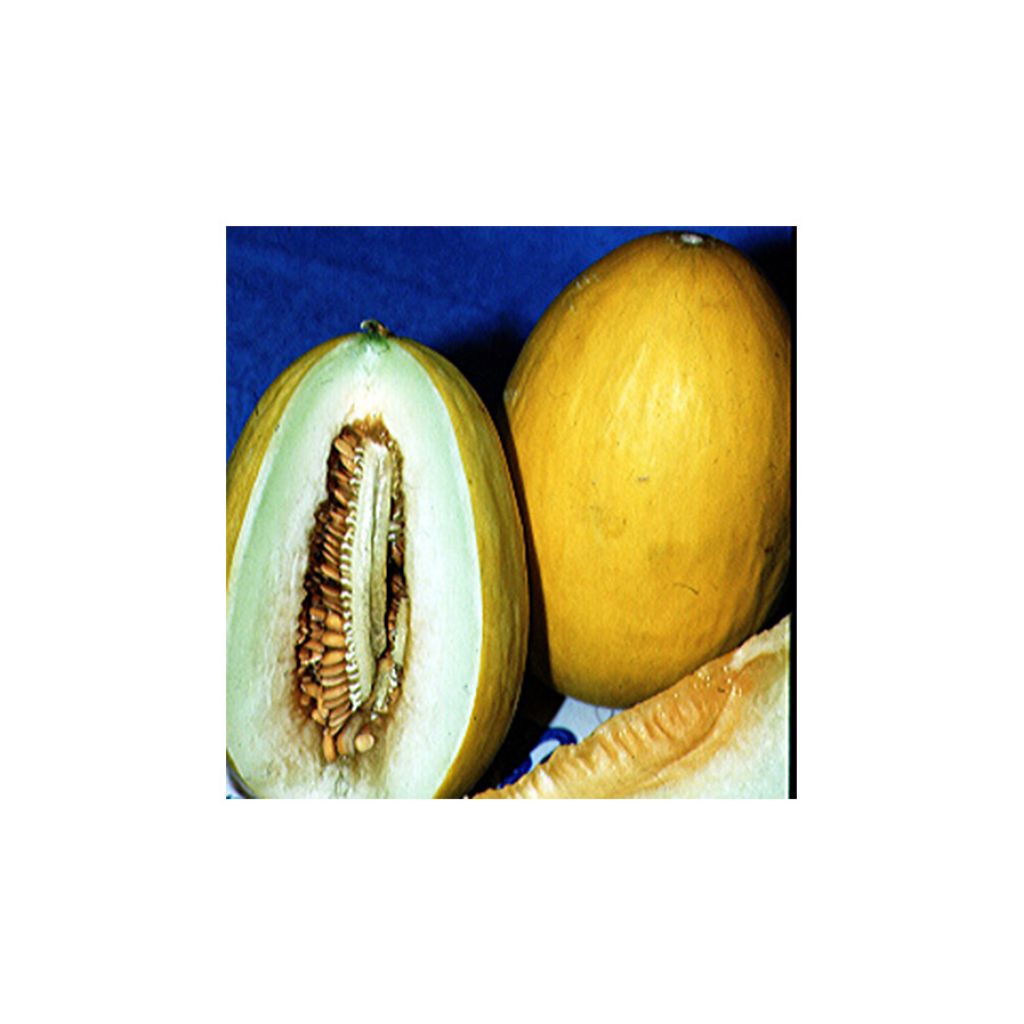 Melon Jaune Canari 2 NT - Cucumis melo 