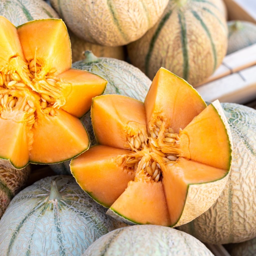 Melon Charentais - Cucumis melo