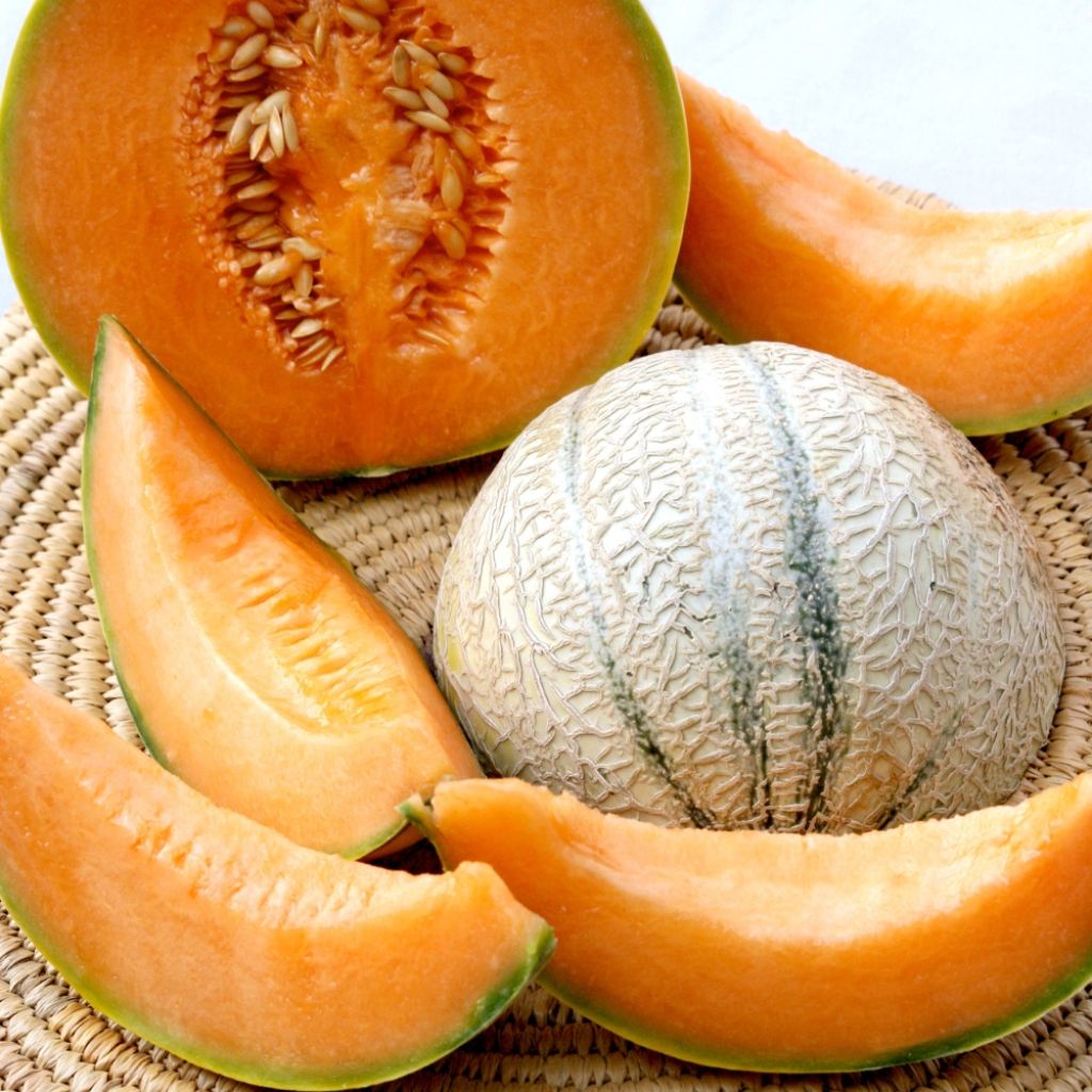 Melon Charentais Bio Graines