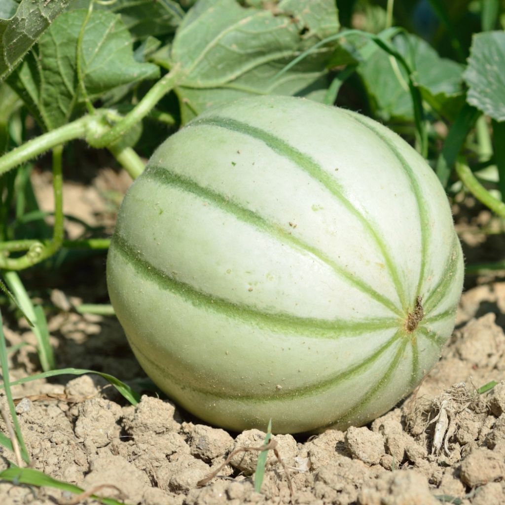 Melon Savor F1 (Création Vilmorin) - Vilmorin