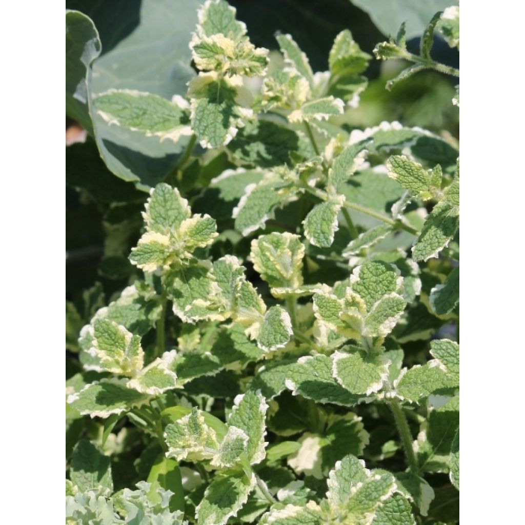 Menthe panachée - Mentha suaveolens Variegata
