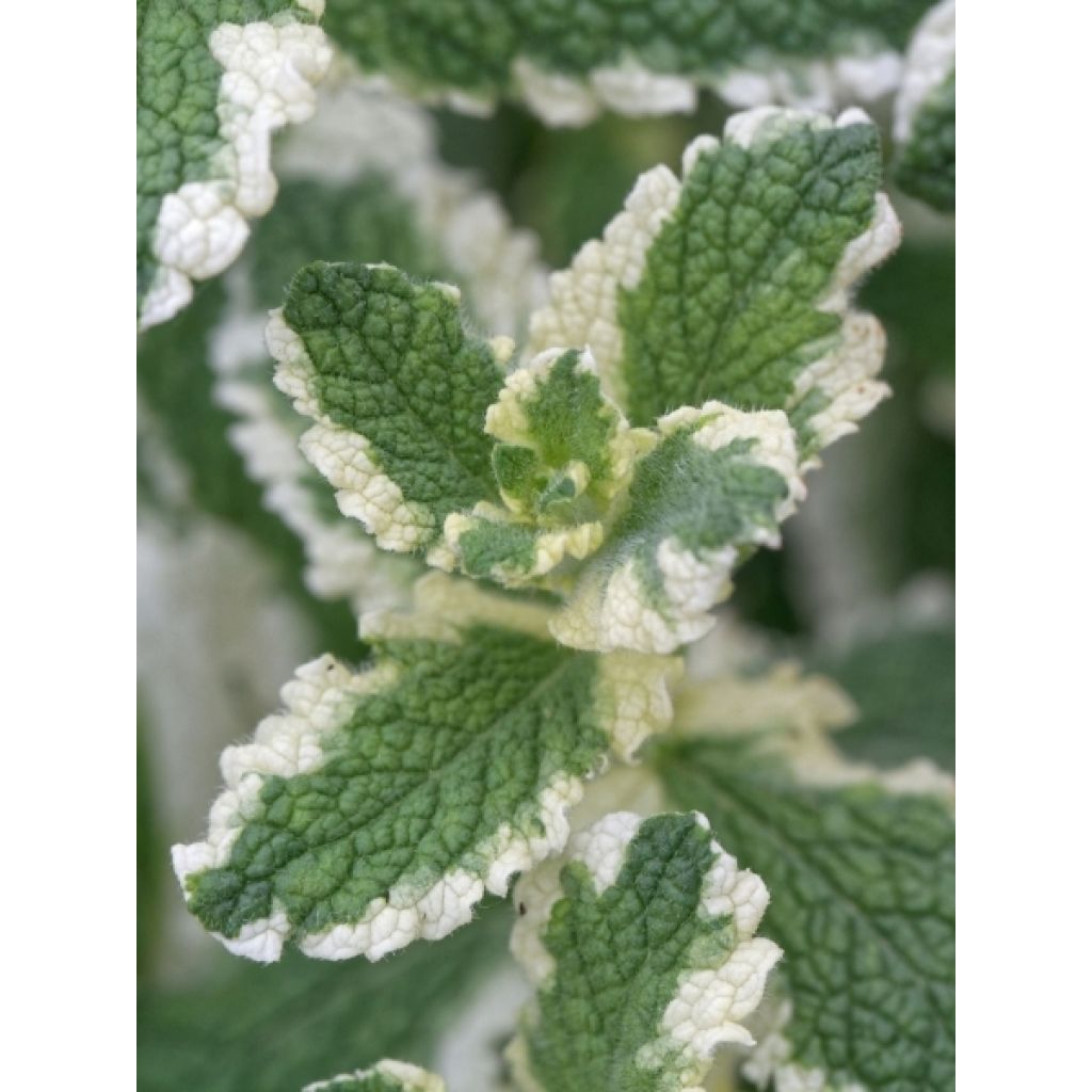 Menthe panachée - Mentha suaveolens Variegata