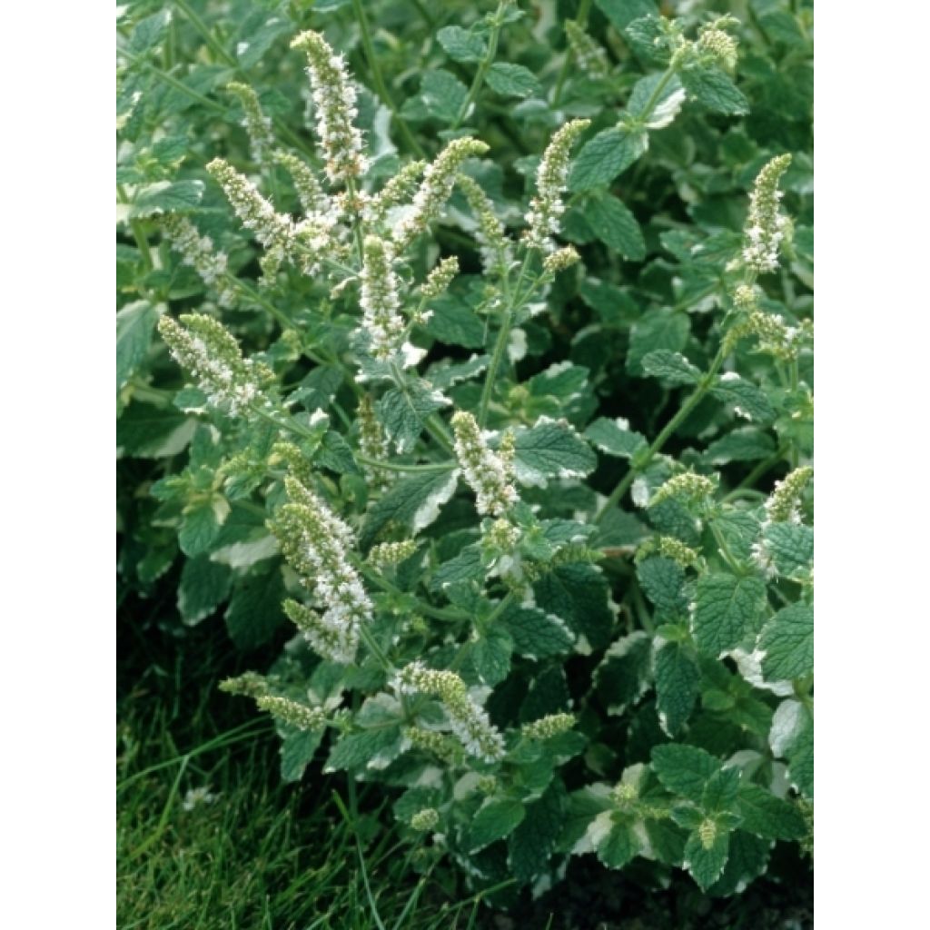 Menthe panachée - Mentha suaveolens Variegata