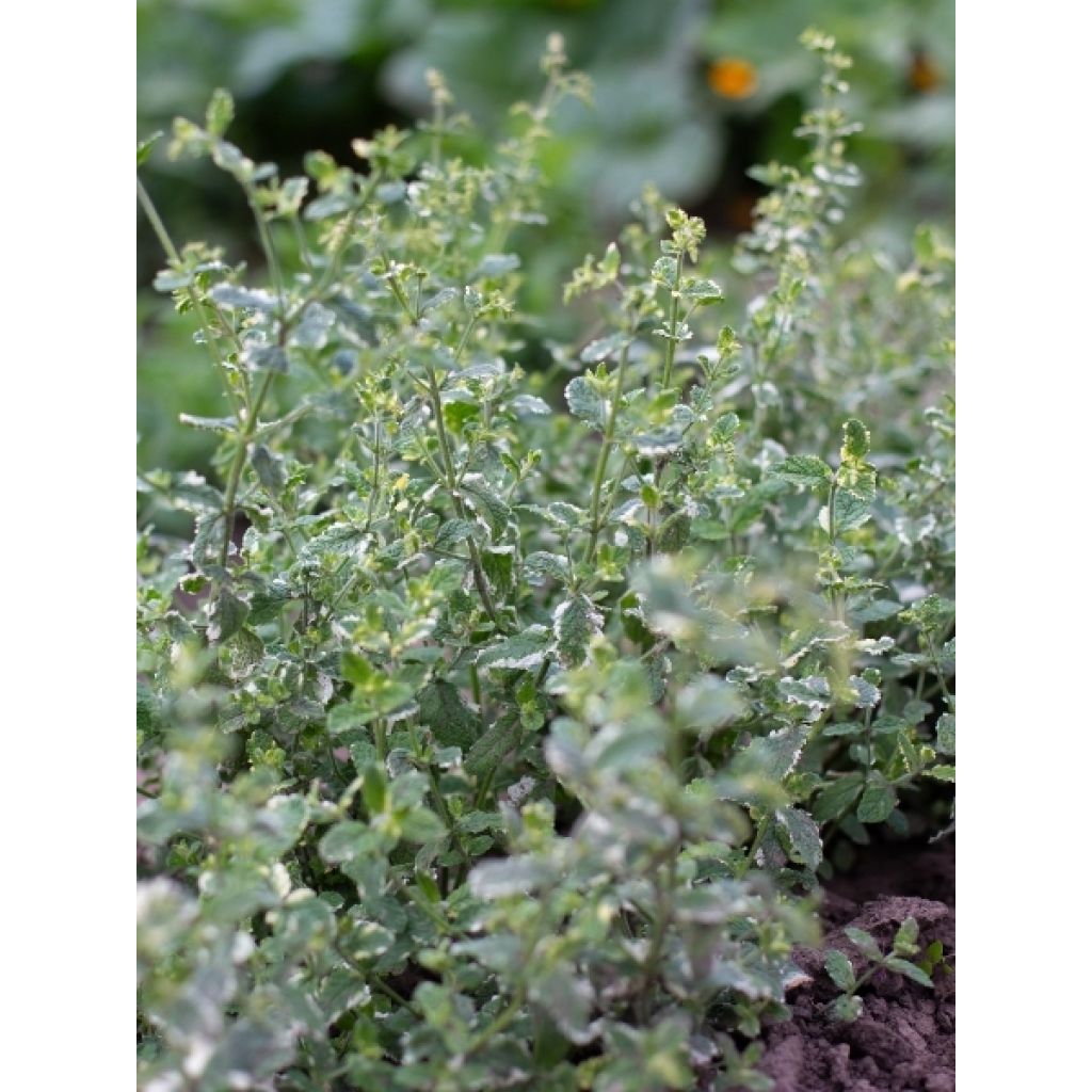 Menthe panachée - Mentha suaveolens Variegata