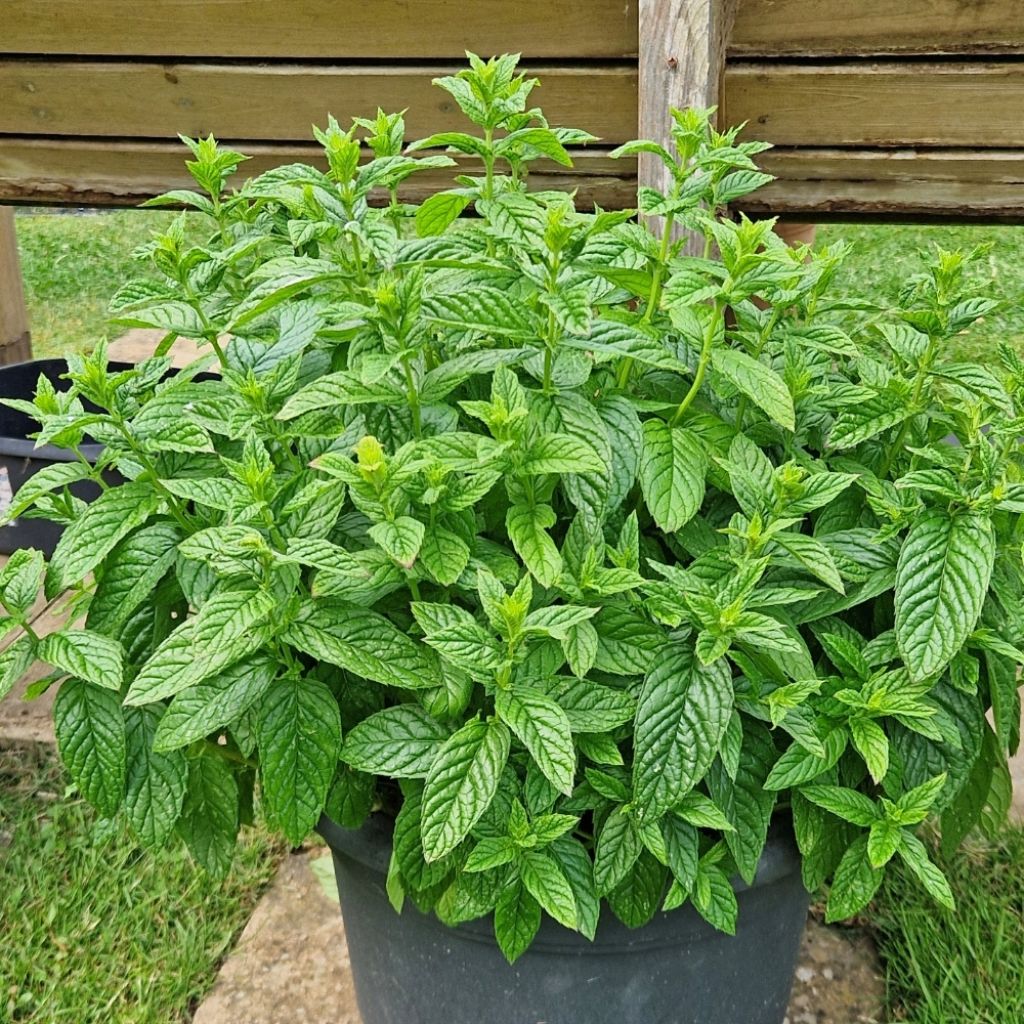 Menthe verte - Mentha spicata