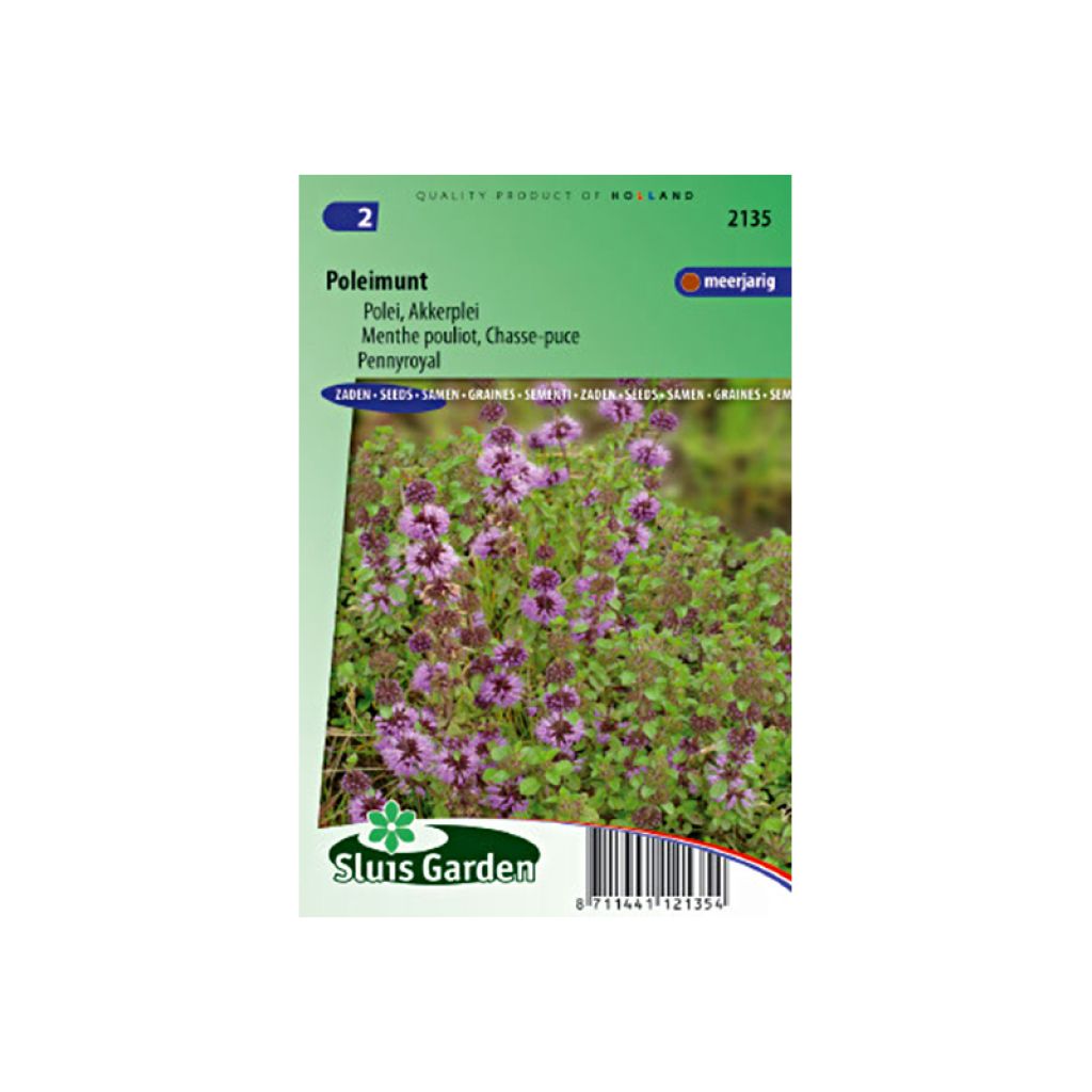 Menthe Pouliot - Mentha pulegium