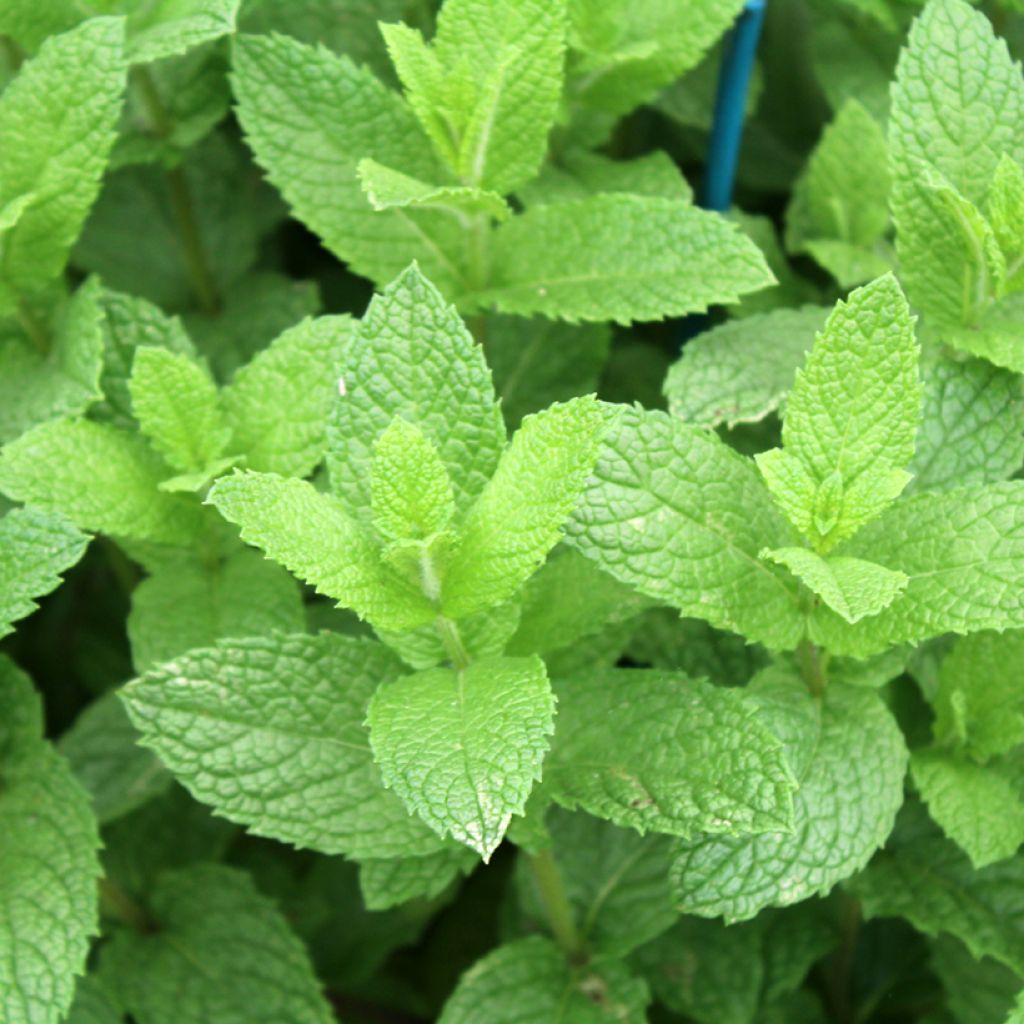 Menthe marocaine en plant BIO