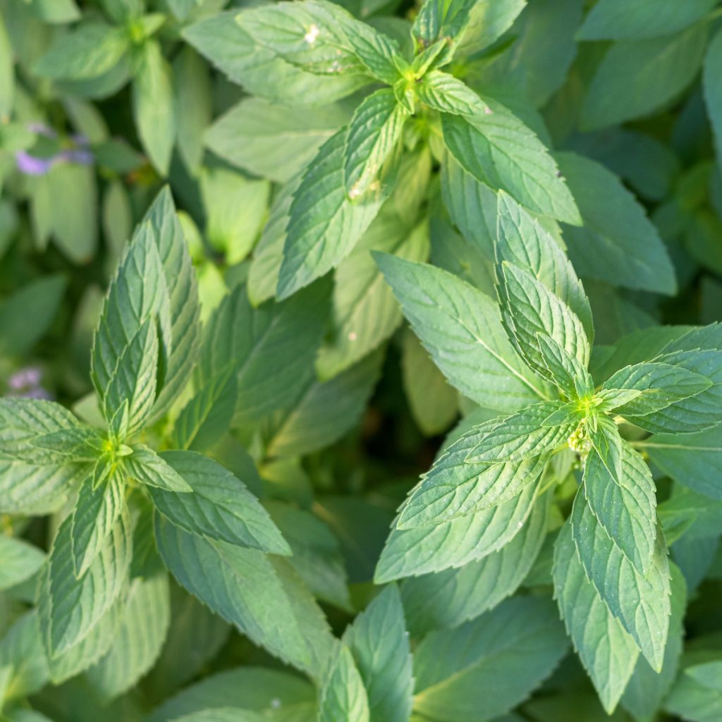 Menthe Thaï - Mentha arvensis