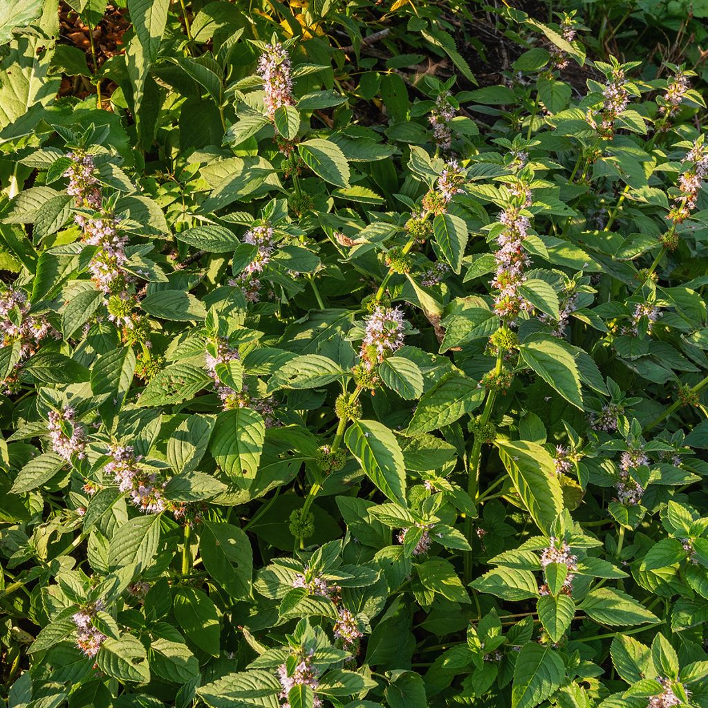 Menthe Thaï - Mentha arvensis