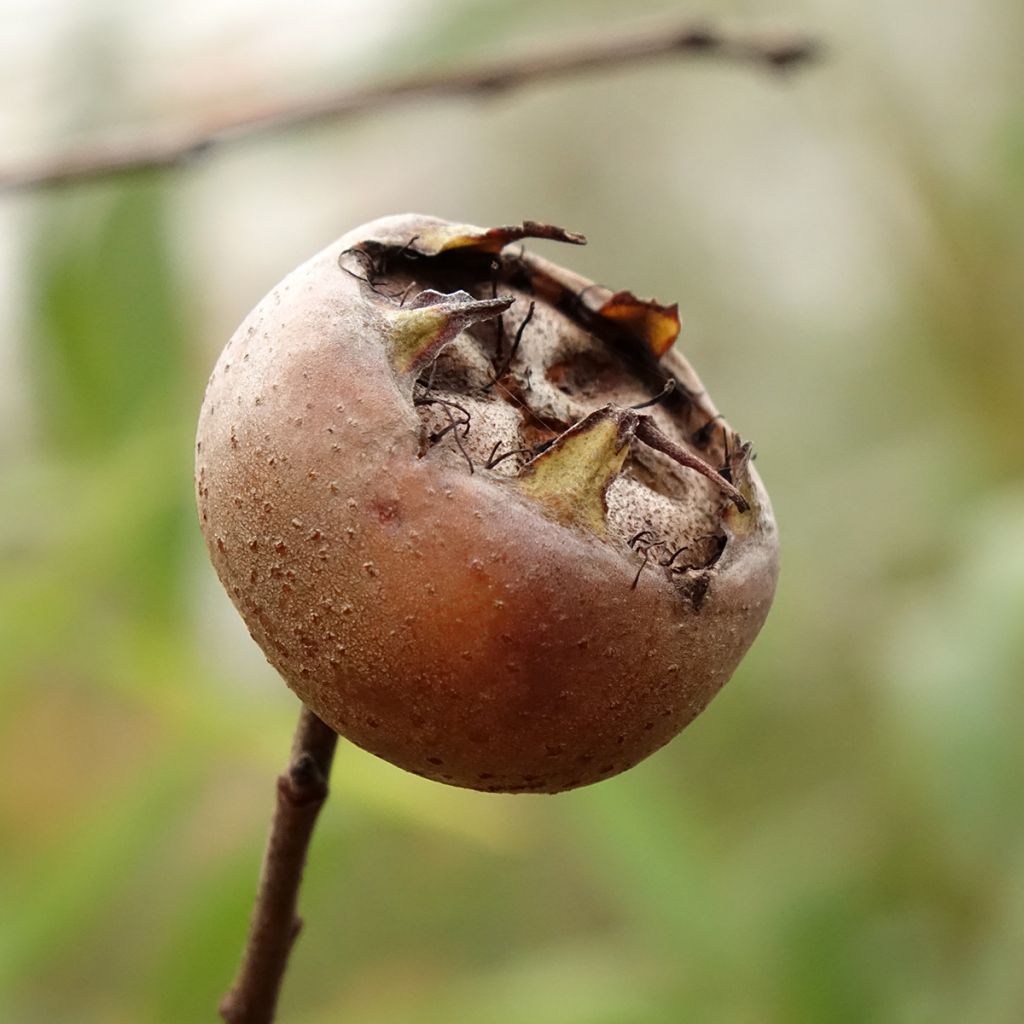 Néflier Westerveld - Mespilus Germanica