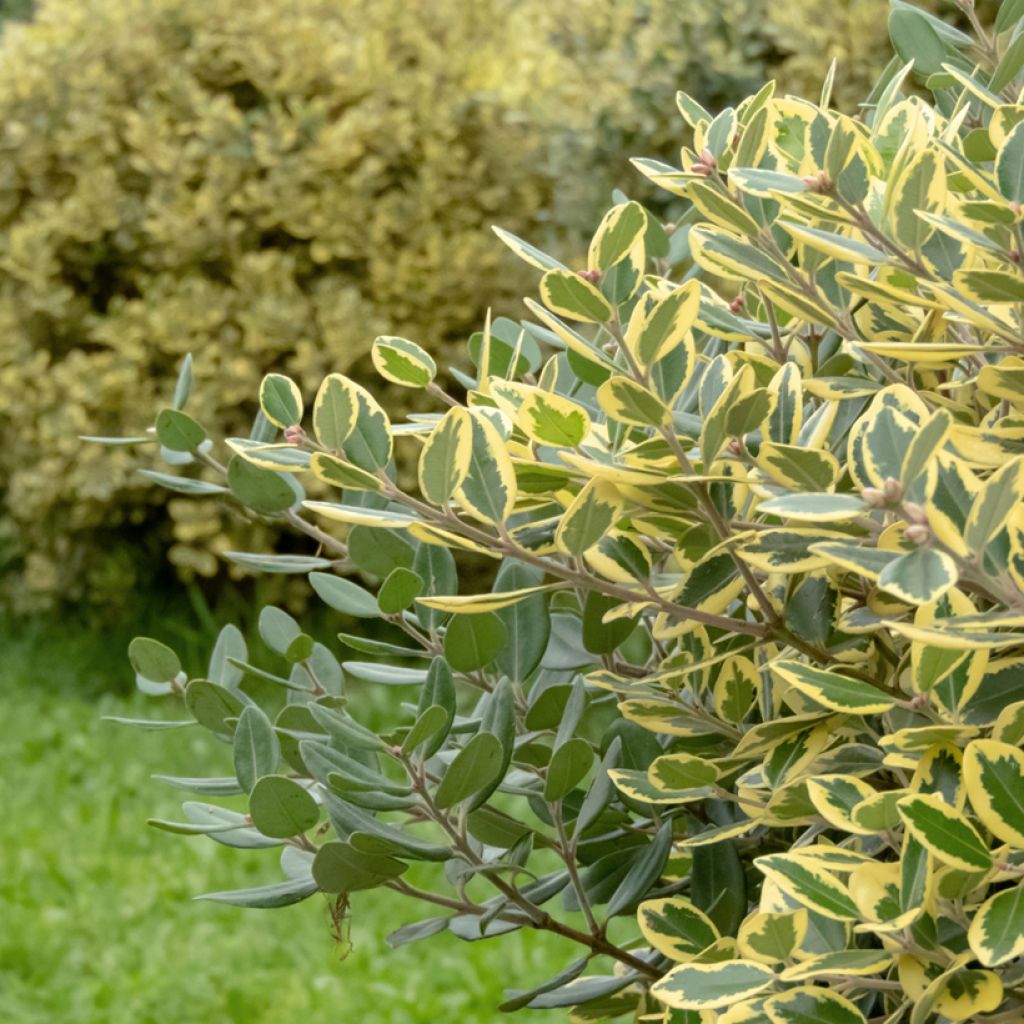 Metrosideros excelsa Aurea - Arbre de Noël de Nouvelle-Zélande