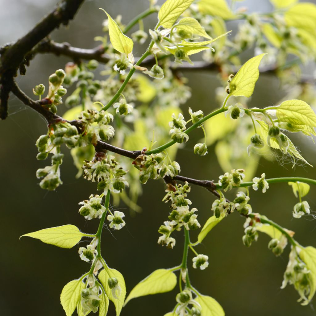 Celtis occidentalis - Micocoulier de Virginie