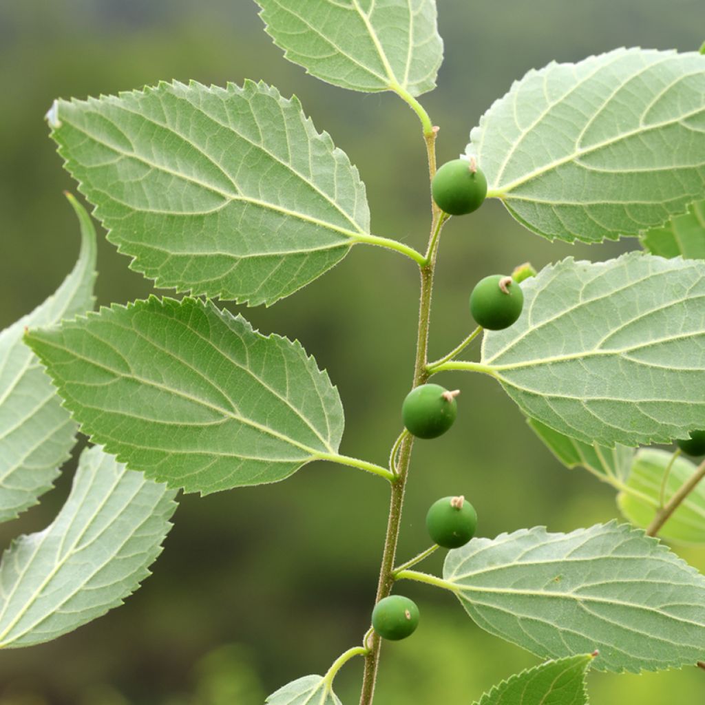 Celtis occidentalis - Micocoulier de Virginie