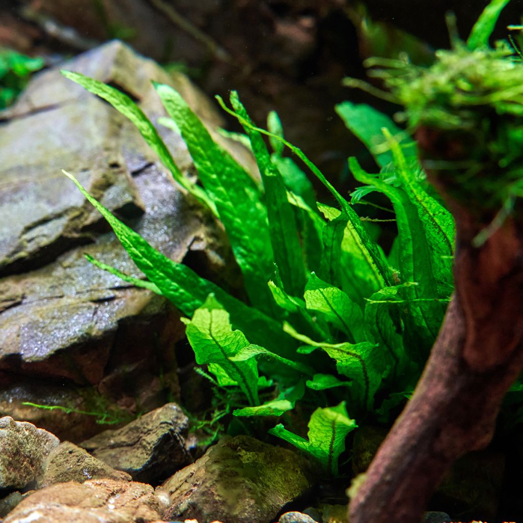 Microsorum pteropus - Fougère de Java