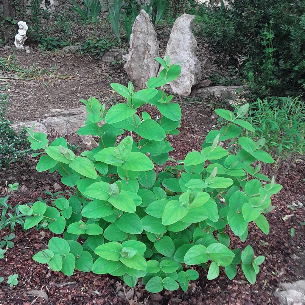 Millepertuis - Hypericum inodorum Rheingold