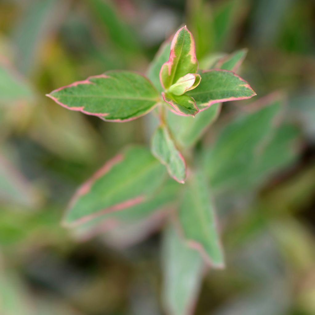 Millepertuis tricolore - Hypericum moserianum Tricolor
