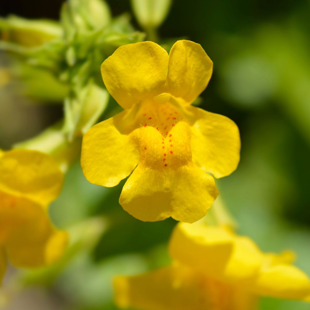 Mimulus luteus - Mimule jaune