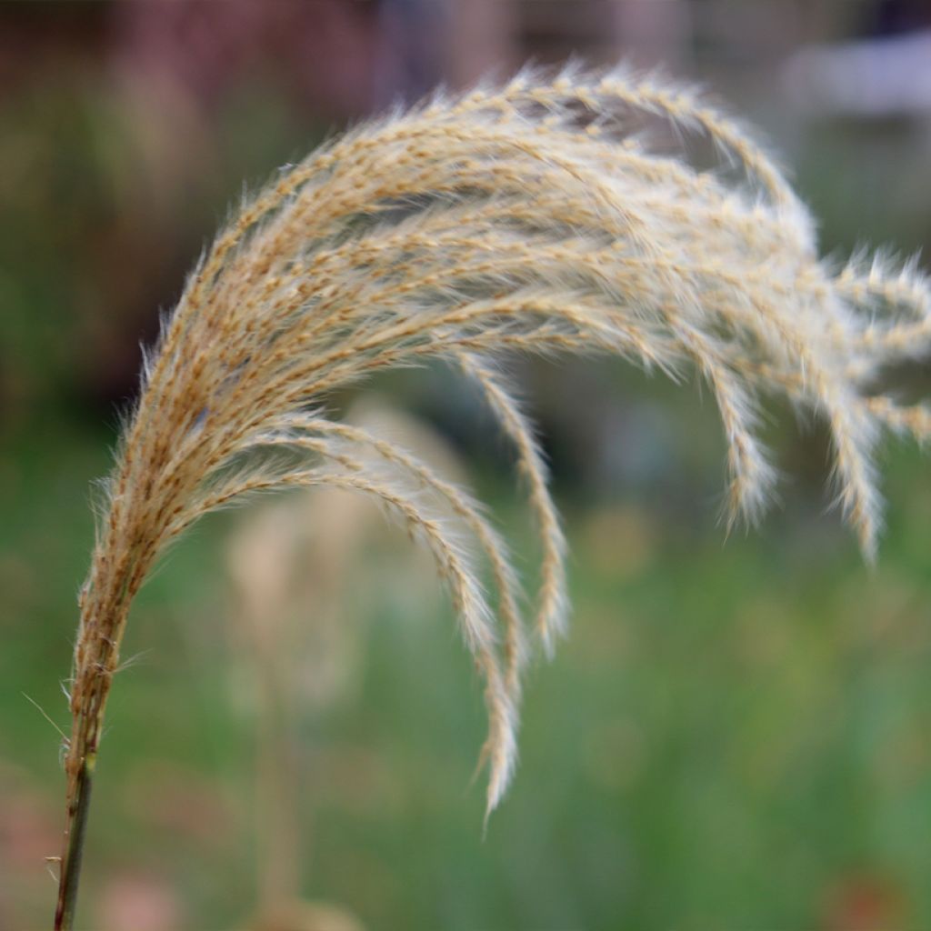Miscanthus nepalensis - Miscanthus du Népal