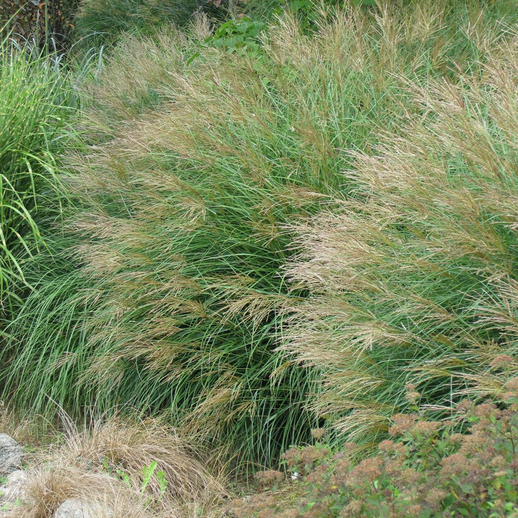 Miscanthus sinensis Poseidon - Roseau de Chine