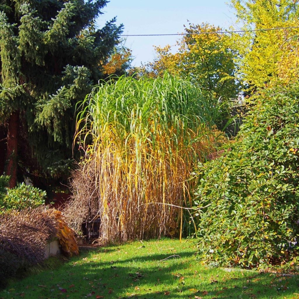 Miscanthus Giganteus - Roseau de Chine géant