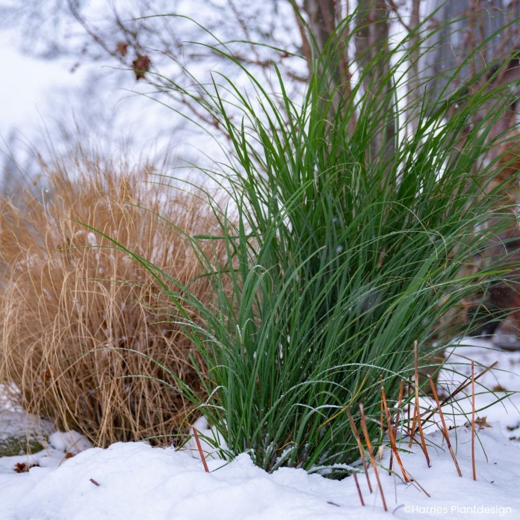 Miscanthus Miscanvert - Roseau de Chine