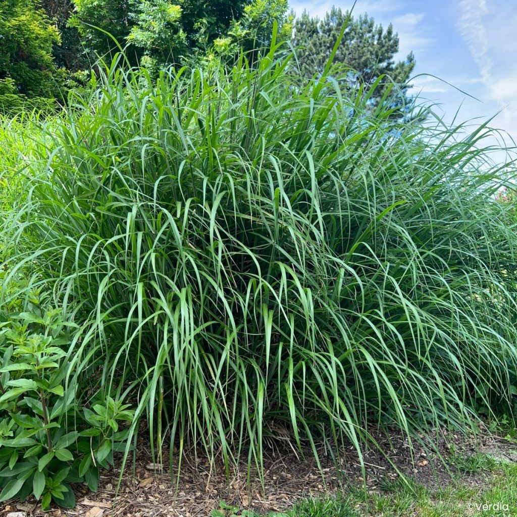 Miscanthus Miscanvert - Roseau de Chine