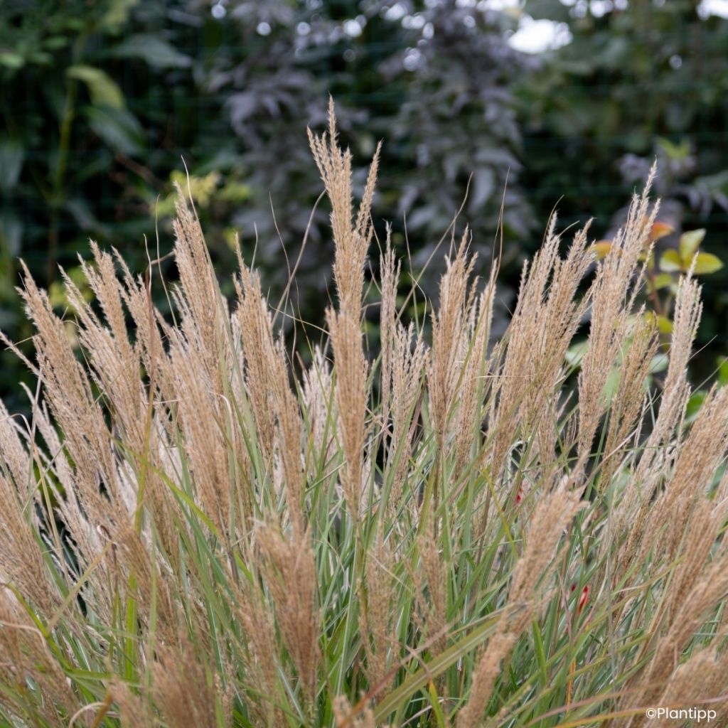 Miscanthus sinensis Missmini - Eulalie, Roseau de Chine