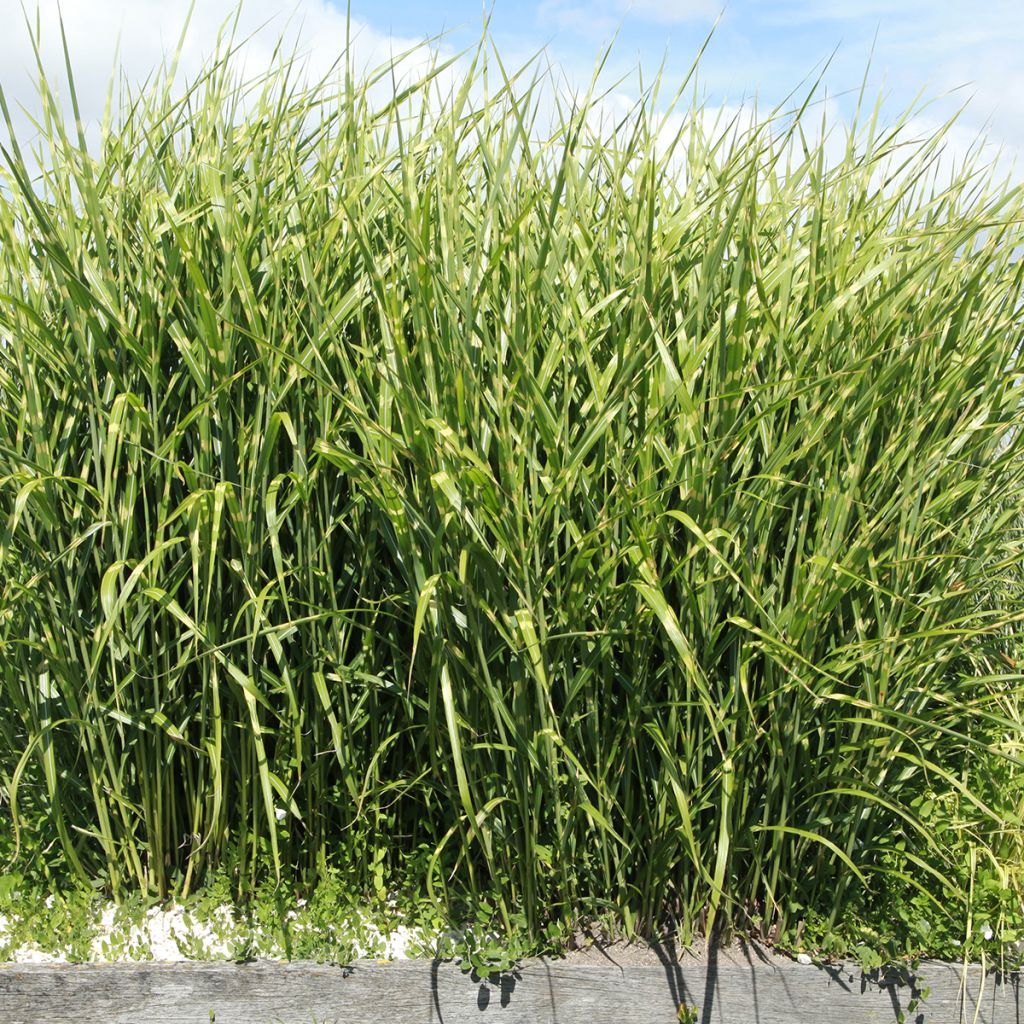 Miscanthus sinensis Giraffe - Roseau de Chine