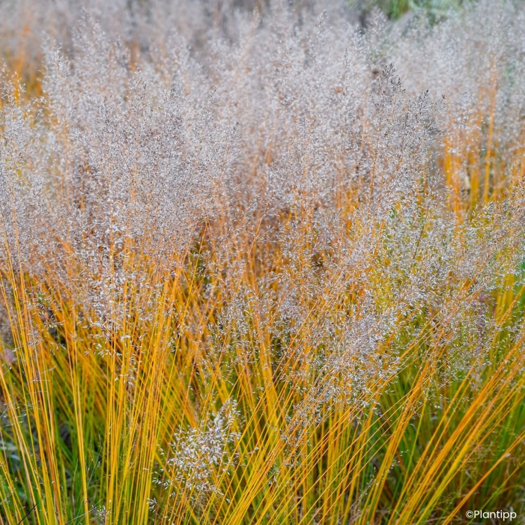 Molinia caerulea Banshee - Molinie bleue
