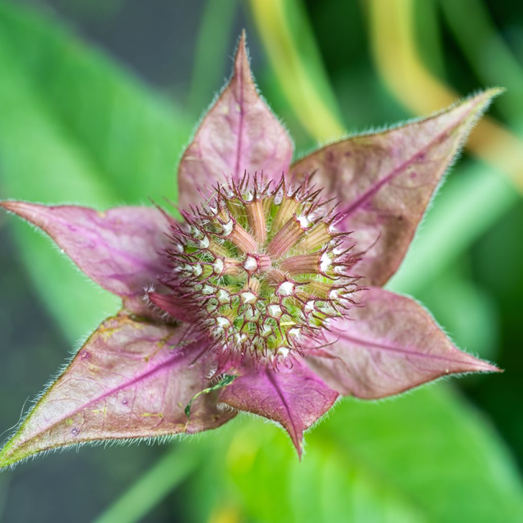 Monarde bradburiana - Bergamote sauvage