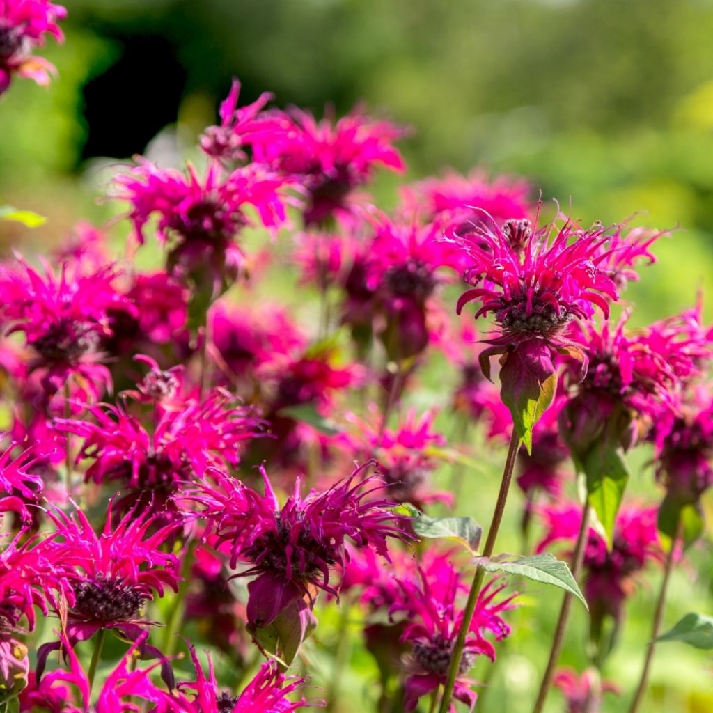 Monarde Scorpion - Bergamote lie-de-vin
