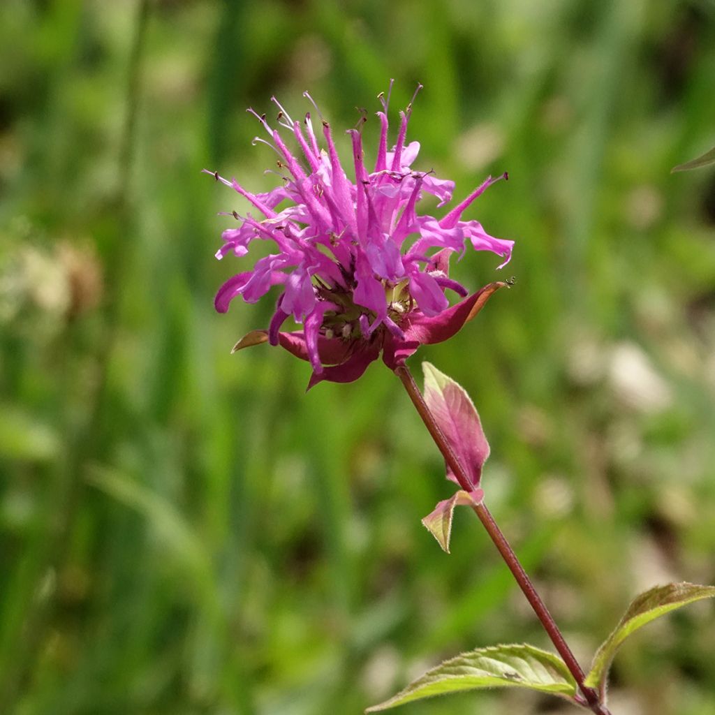Monarde fistulosa menthifolia - Bergamote sauvage