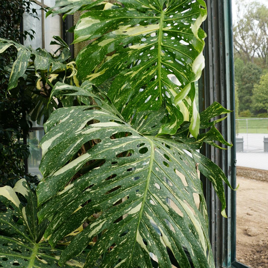 Monstera Thai Constellation