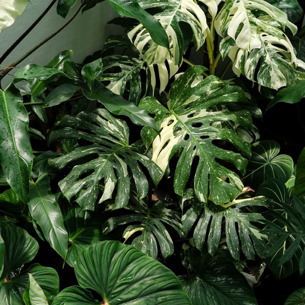 Monstera Thai Constellation